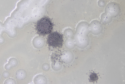 曲霉菌和酵母实验室微生物学研究。