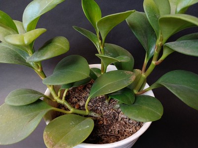 漂亮的绿色盆栽植物