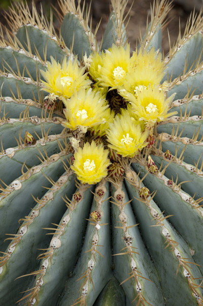 桶形仙人掌Ferocactus