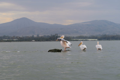 鹈鹕和鸟类在美丽的自然风景，在非洲肯尼亚维多利亚湖