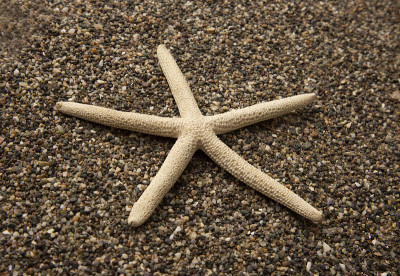 海星