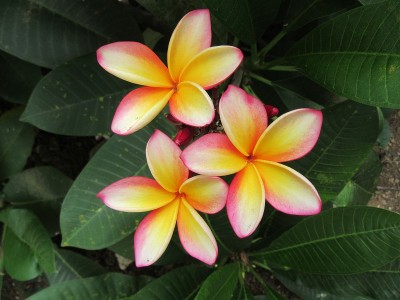 完美Plumeria花