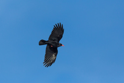 红嘴山雀(pyrrhocorax pyrrhocorax)在飞行中展开翅膀