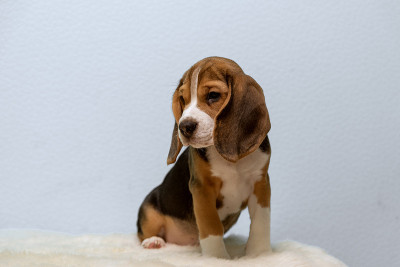 小猎犬小狗