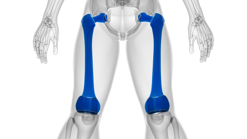 人体骨骼解剖股骨骨3D渲染