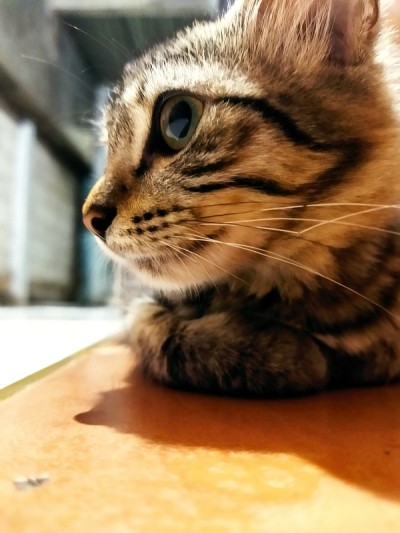 一只猫在家里