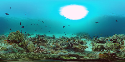 珊瑚礁与水下鱼360VR。Panglao、菲律宾