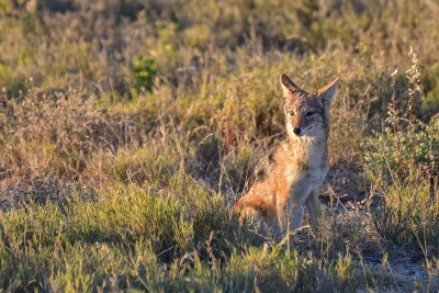 Jackal - Etosha，纳米比亚