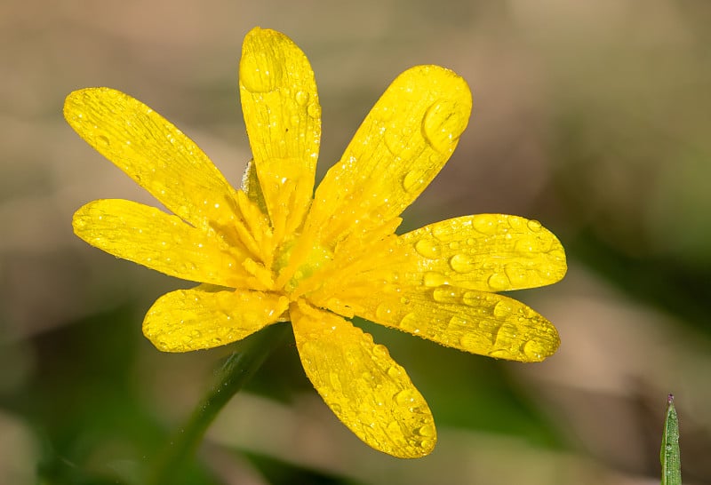 小白屈菜花