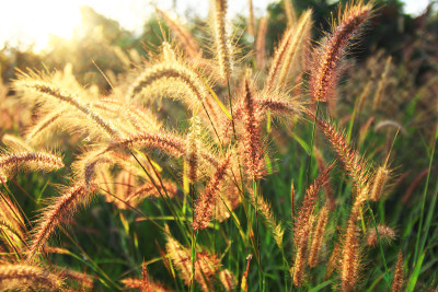 花草背景