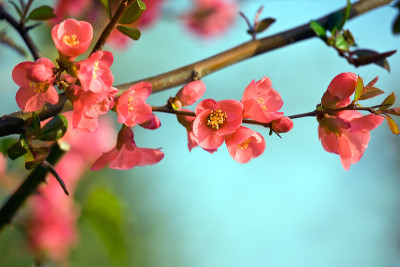 粉红色的花朵