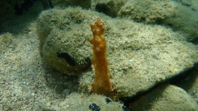 Сlump的蓝藻，以前称为蓝绿藻(蓝藻植物)，在海底
