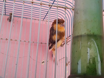 鸟