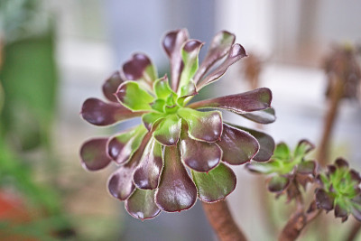 Aeonium
