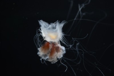 水族馆里的水母