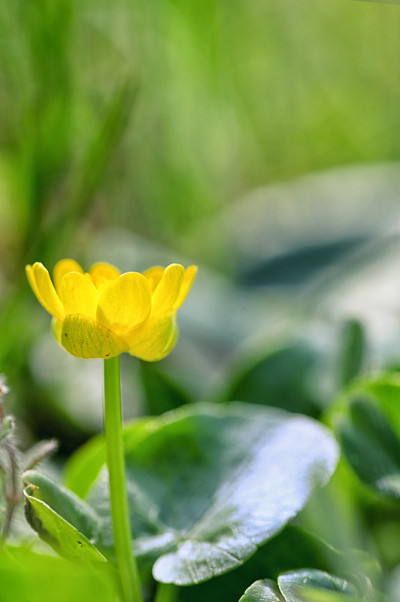 初春开花的无花果毛茛