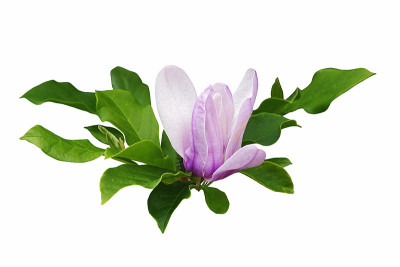 飞碟玉兰花
