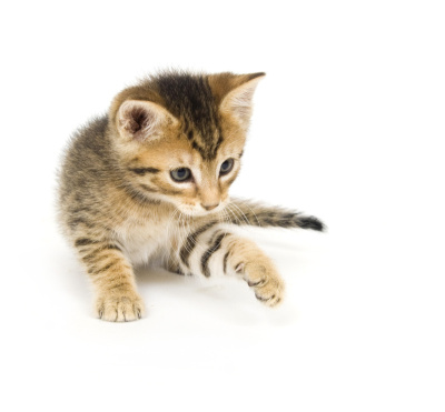虎斑小猫玩