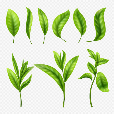 矢量现实茶叶透明的背景