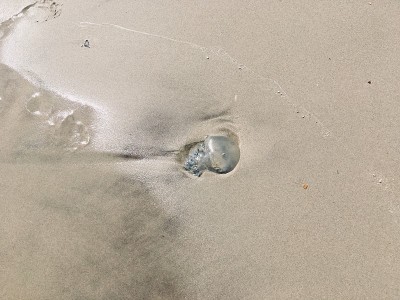 水母