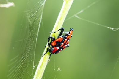 Lycorma delicatula，斑点灯笼蝇四龄阶段的垂直图像