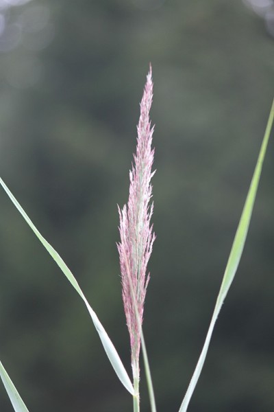 野花