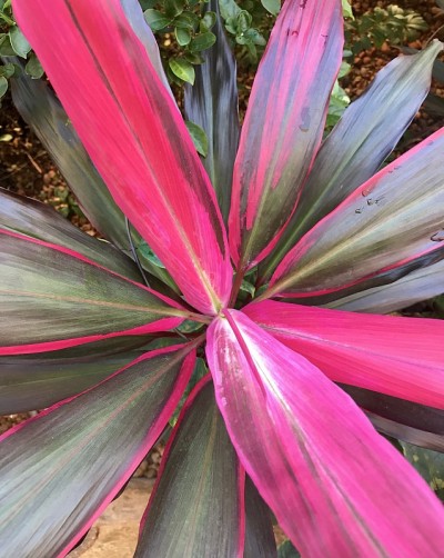 Dracena marginata