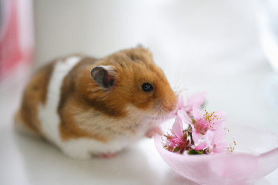 仓鼠和鲜花