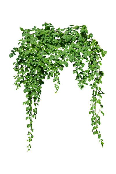 藤蔓植物丛林攀爬孤立在白色背景与修剪路径包括。