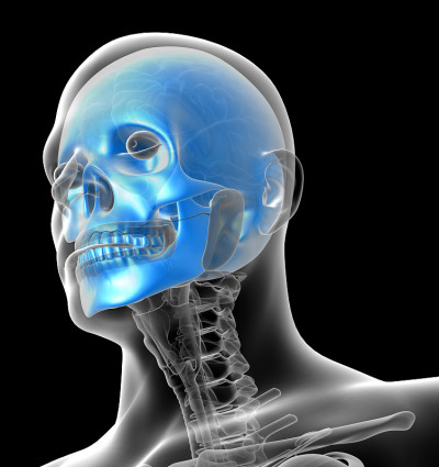 3D医学插图的人类头骨