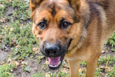 德国牧羊犬在街上散步