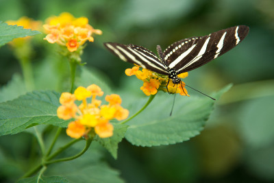 斑马Longwing