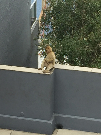 一只猴子正坐在墙上