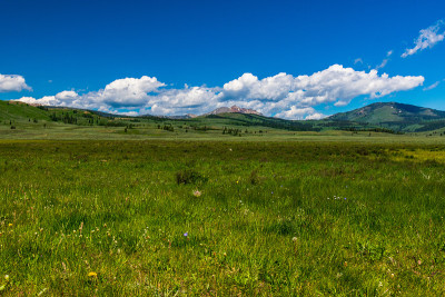 Meadow with Wildflowers in Yellowstone National Pa