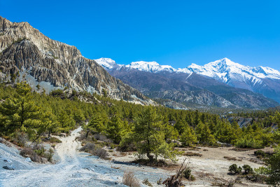 山地景观与针叶林和雪山，尼泊尔。