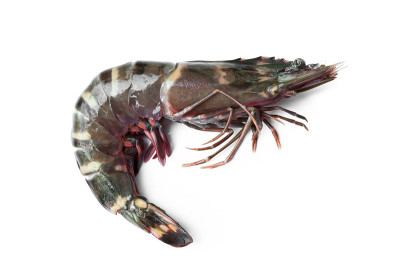 生虎虾准备烹调