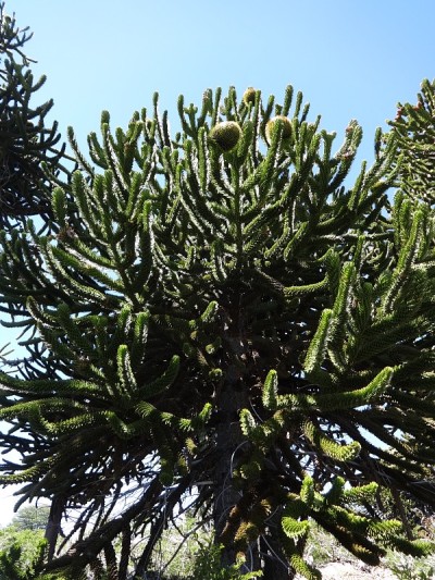 Araucaria araucana
