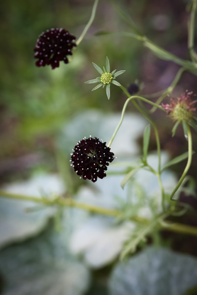 花园里的黑色疥疮花
