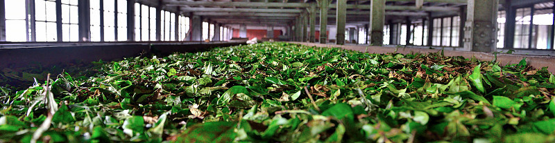 茶叶在茶厂烘干