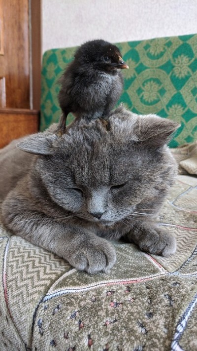 可爱的猫