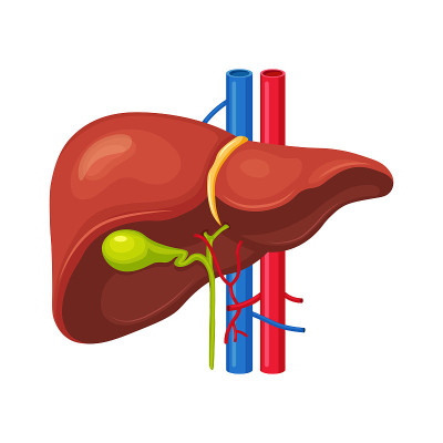 Human liver isolated on background. Internal organ