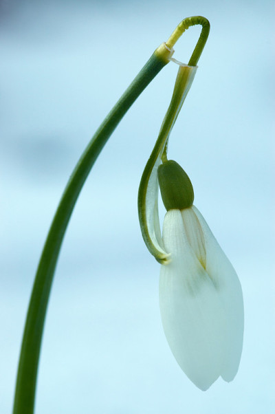 雪花莲