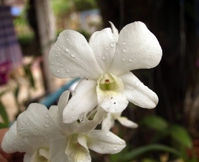 兰花的花