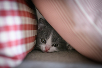 可爱小猫，室内射击