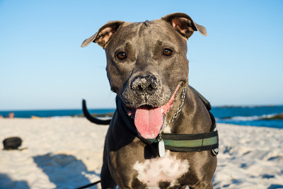 比特犬在日落时在海滩上玩耍。在阳光明媚的日子里享受沙滩和大海