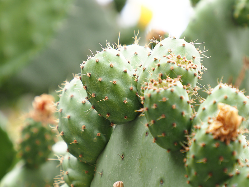 特写的多刺梨仙人掌与花，仙人掌品种或nopal