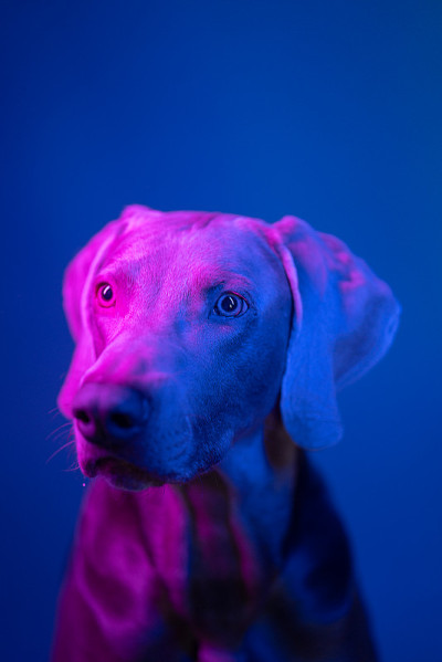 魏玛犬在彩色灯下的肖像