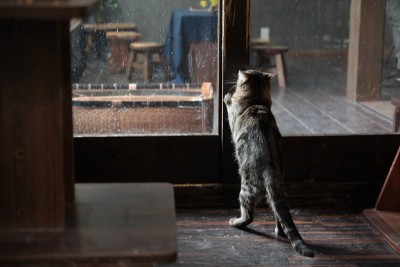 猫在窗板条箱里磨指甲