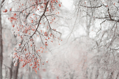 一场大雪后美丽的冬季森林