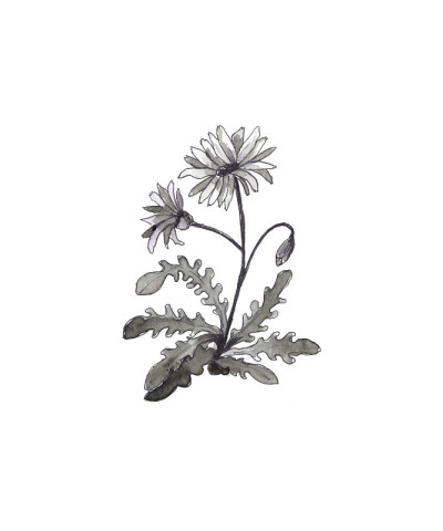 一幅花的画。黑白画在白色的背景上。概述的背景。